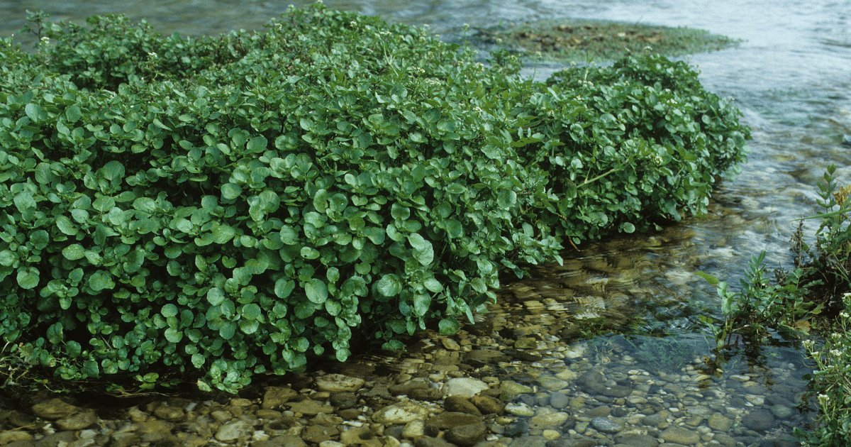 Watercress growing at the water's edge.