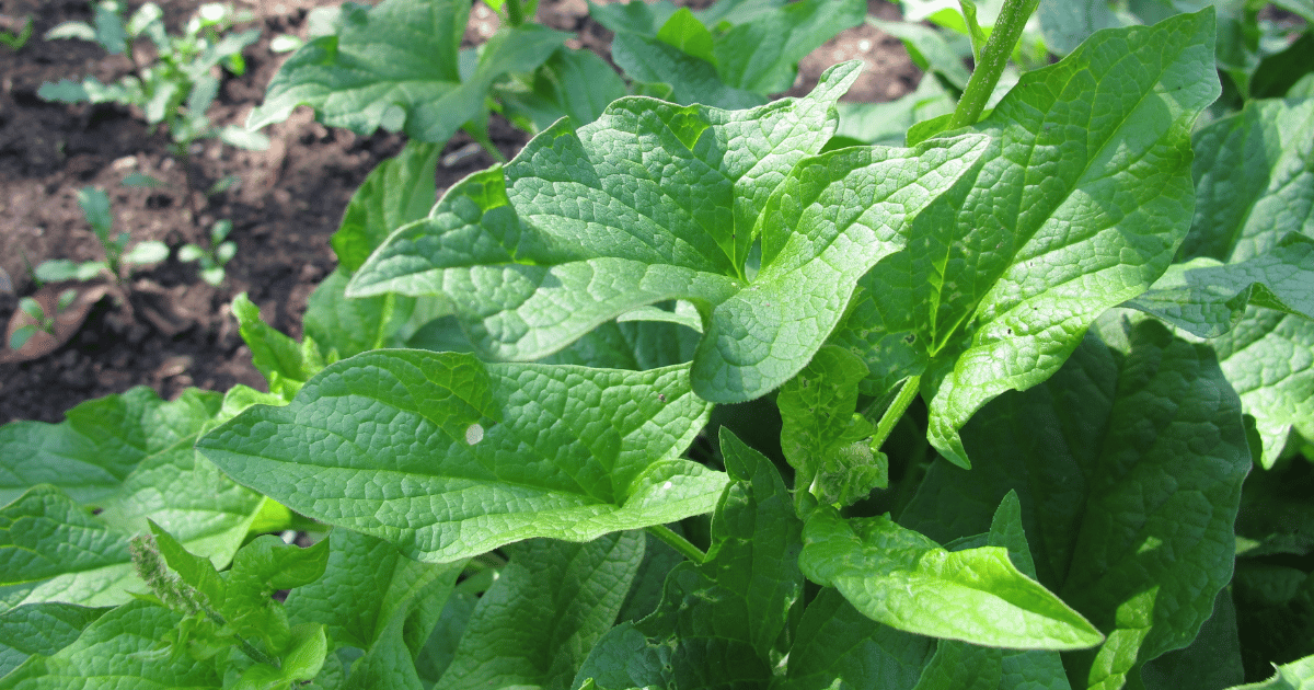 Good King Henry (Chenopodium bonus-henricus) plant