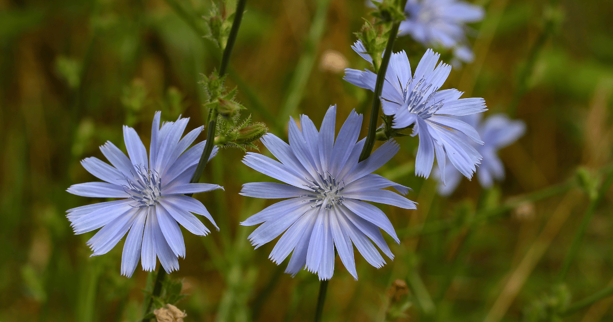 Blue petals of the chicory plant.