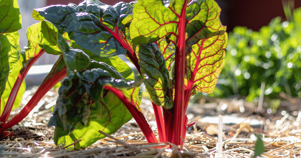 Rhubarb growing in a garden.