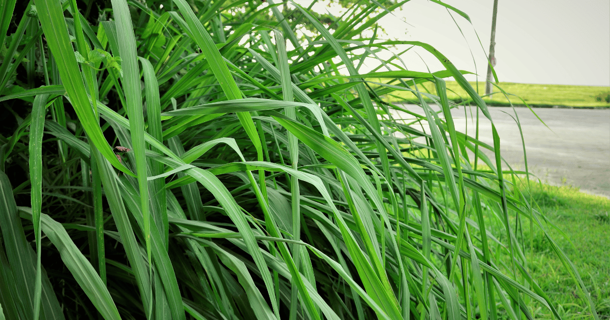 Citronella grass closeup image.