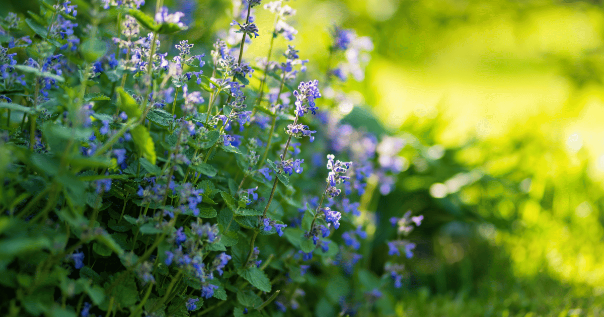 Catnip Flowers (Nepeta Cataria) Blossoming in a Garden on Sunny Summer Day.