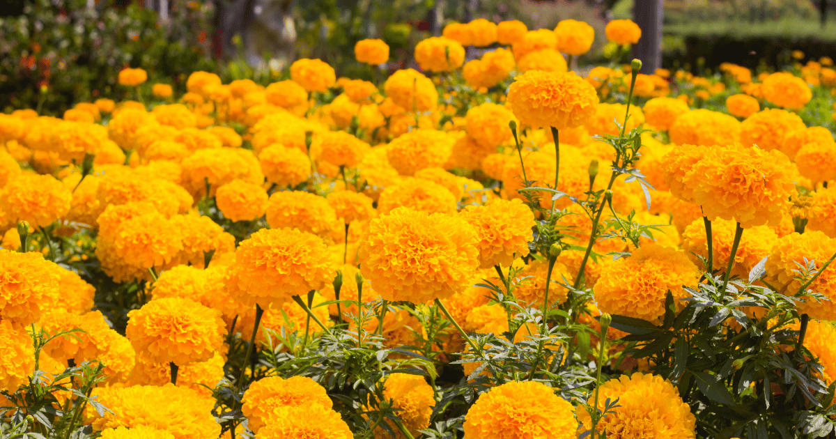 Marigolds (Tagetes erecta, Mexican marigold, Aztec marigold, African marigold)