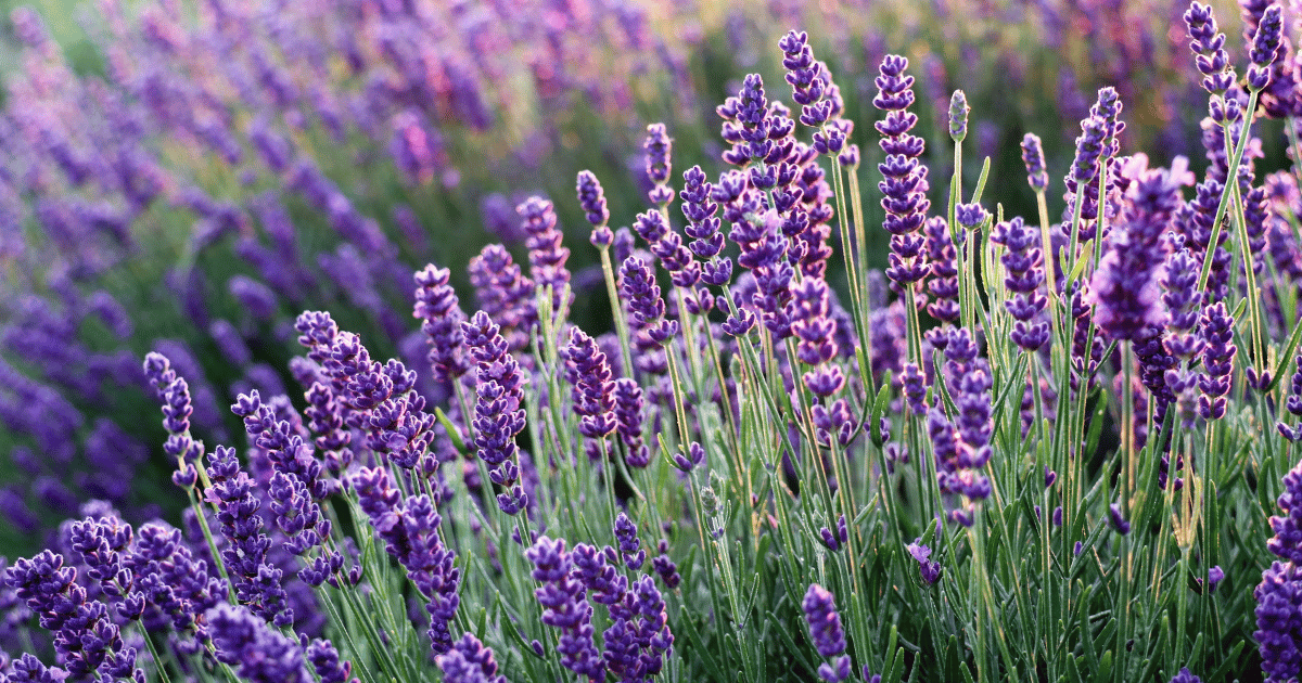 Closeup of lavender in a field.