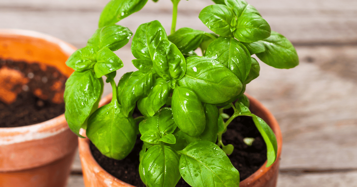 Closeup of a potted basil plant with a wood background.