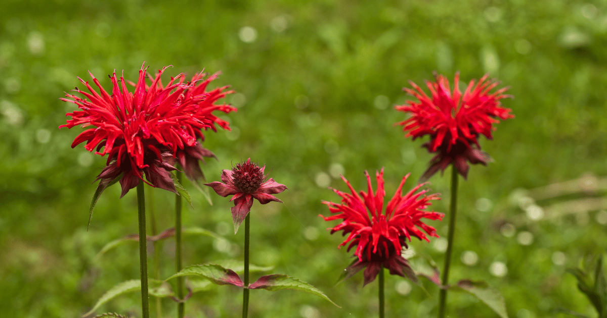 Closeup of monarda didyma or scarlet bee balm flowers.