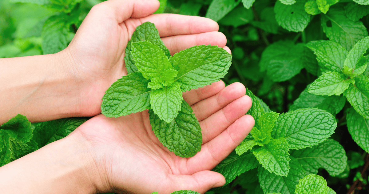 Hands cupped around mint leaves on a mint plant.