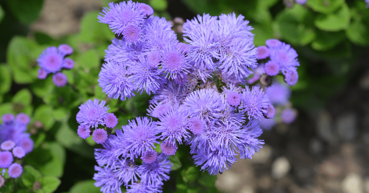 Floss Flower ageratum closeup