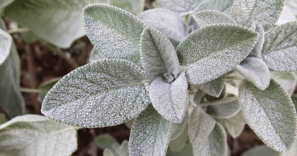 Closeup of Sage leaves