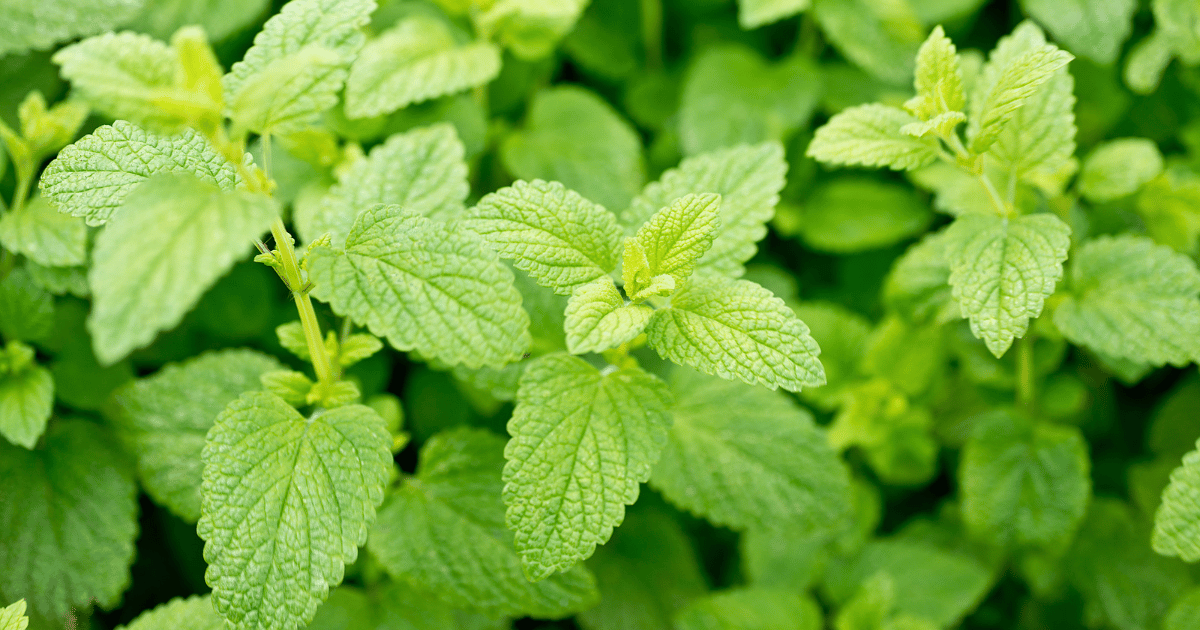 Leaves of lemon balm (Melissa officinalis) plant.