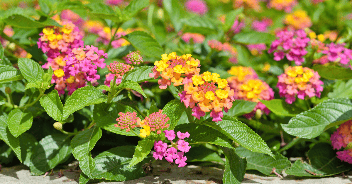 Colorful lantana flowers in a raised garden.