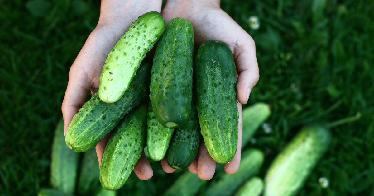Hands holding home grown green cucumbers.