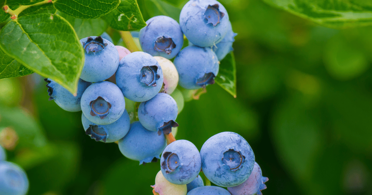 https://southernseedexchange.com/collections/blueberry/products/blueberry-southern-highbush-seed-mix-nongmo-vaccinium-corymbosum