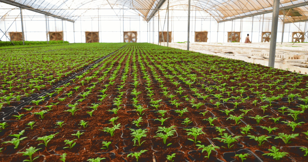 Growing plants in a climate controlled indoor farm