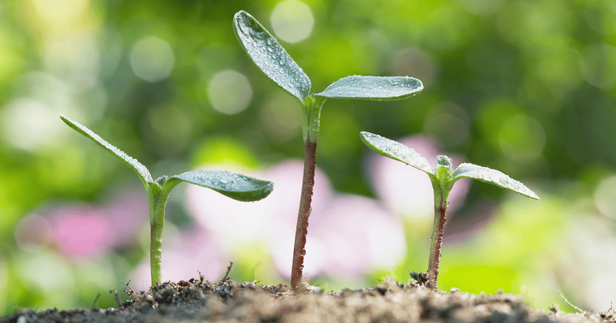 Germination of sunflower