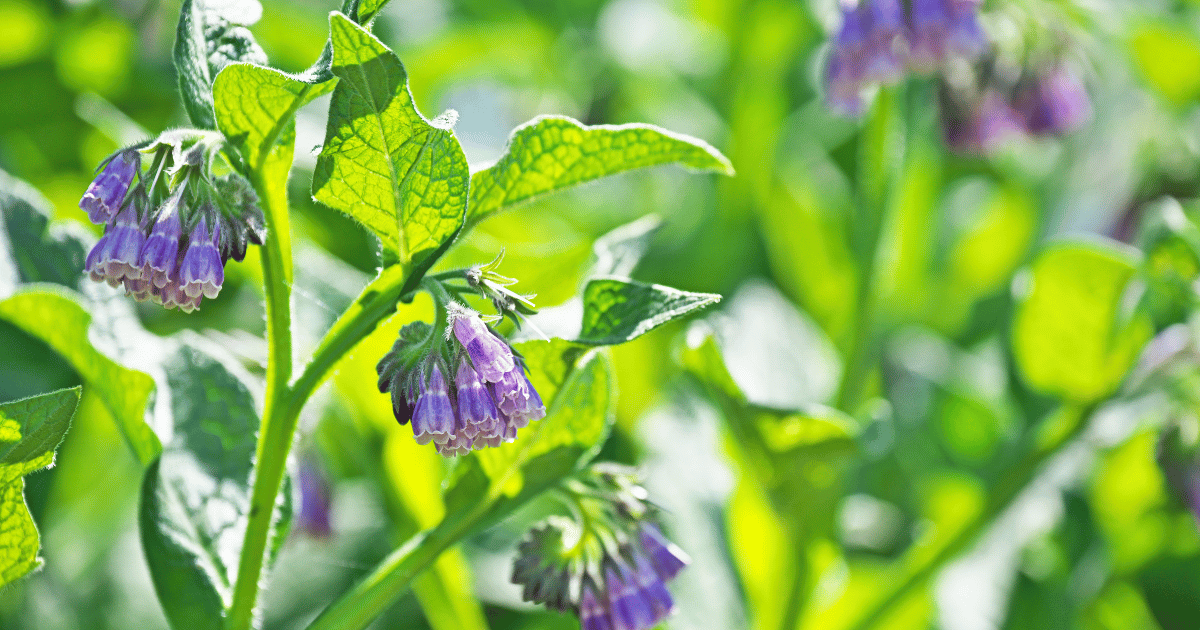 Comfrey blossoms and leaves.