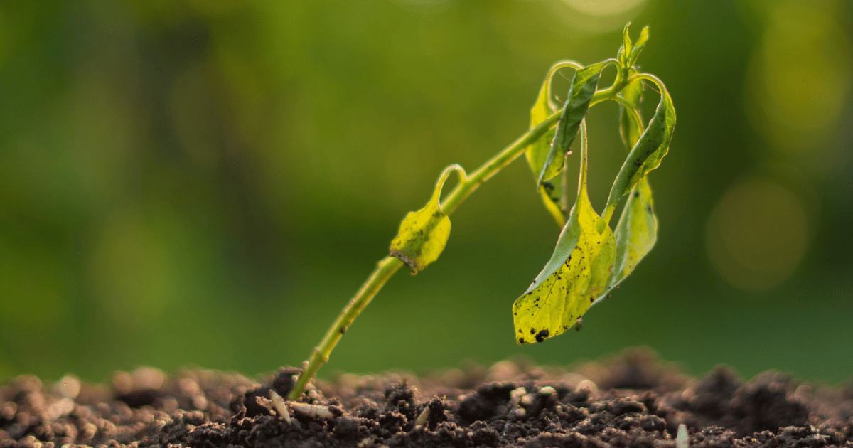 dying withered sprout in earth, drought season climate - Southern Seed Exchange