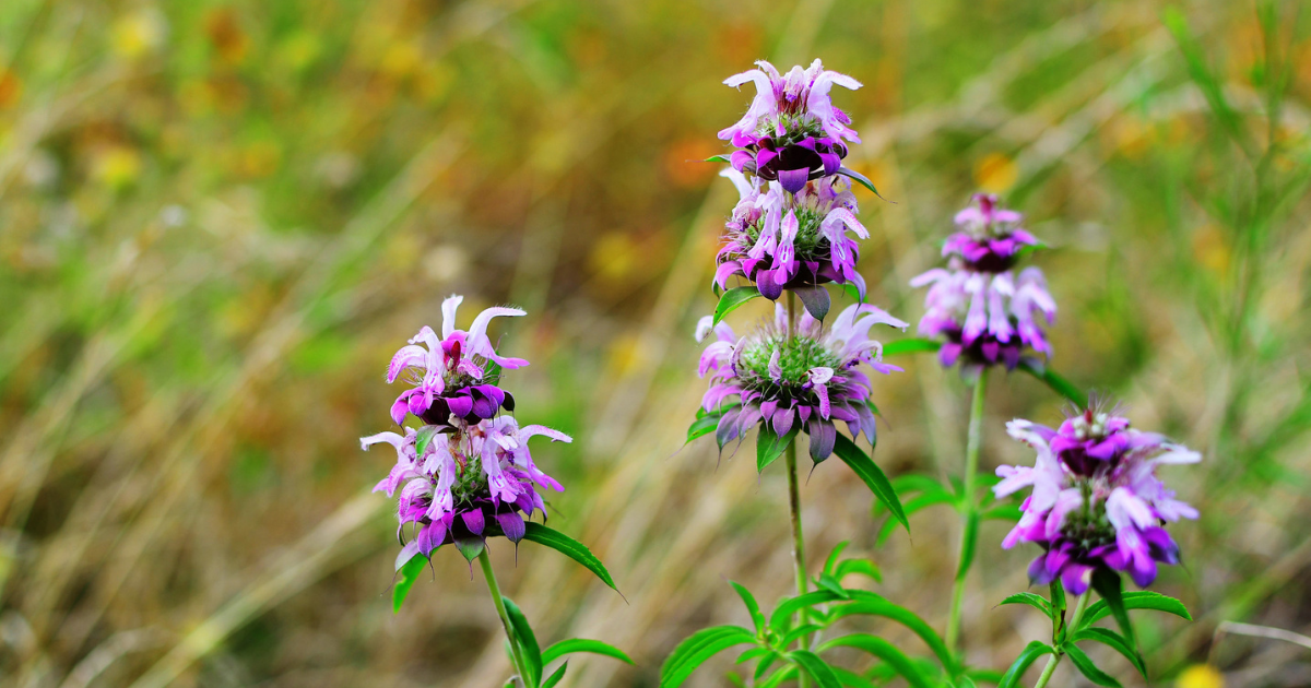 Lemon Bergamot Bee Balm (Monarda citriodora)