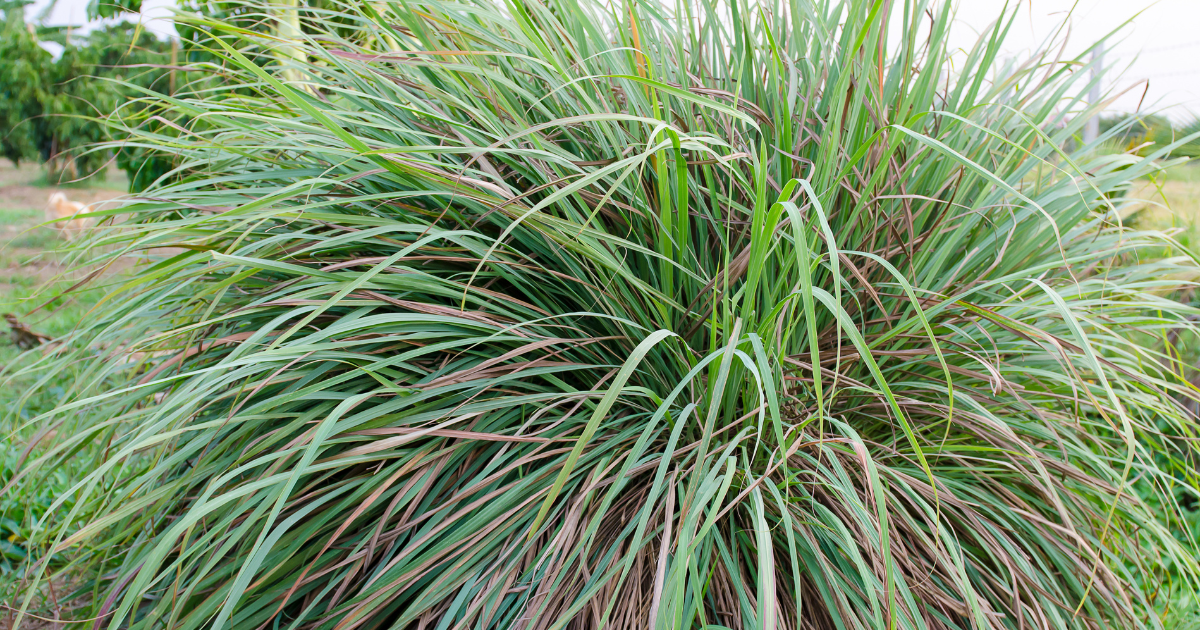 Lemon Grass (Cymbopogon flexuosus) - 100 Seeds - Southern Seed Exchange