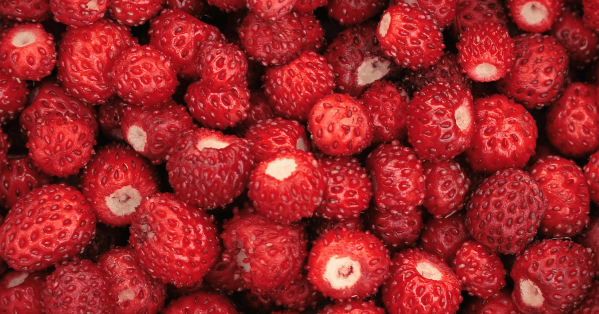 Mass of wild red strawberries