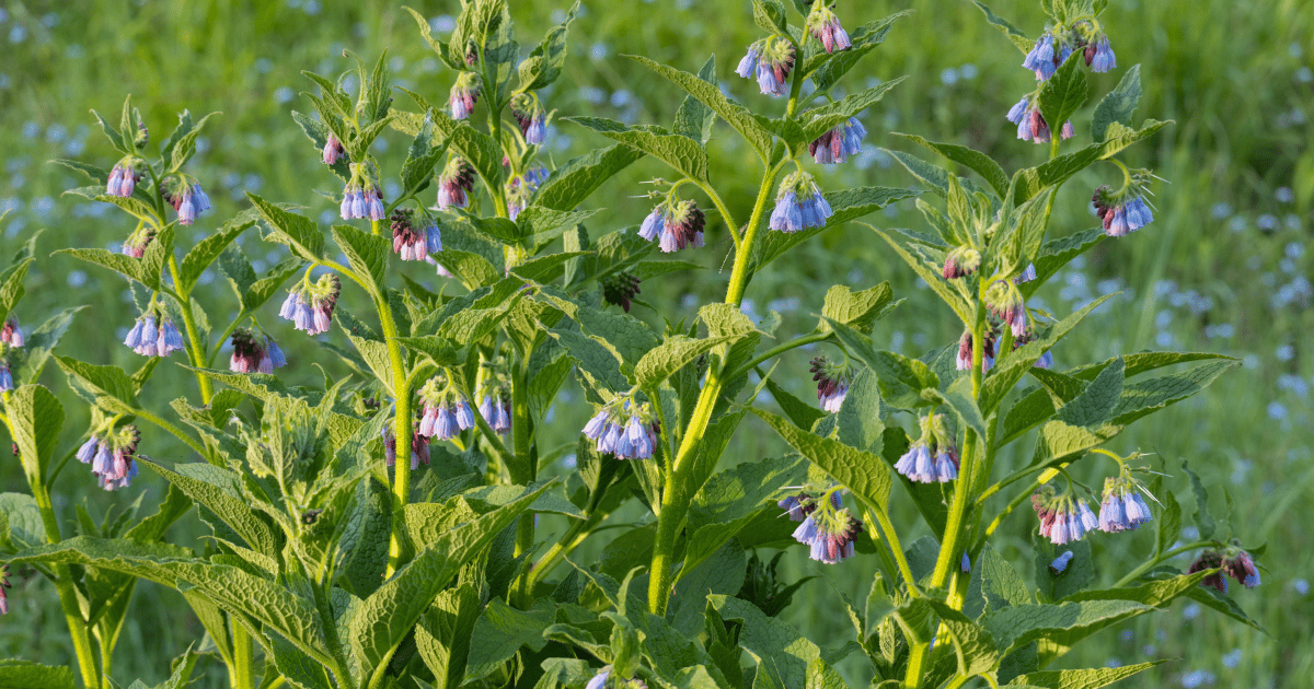 Closeup of several comfrey plants in a field. Southern Seeds.