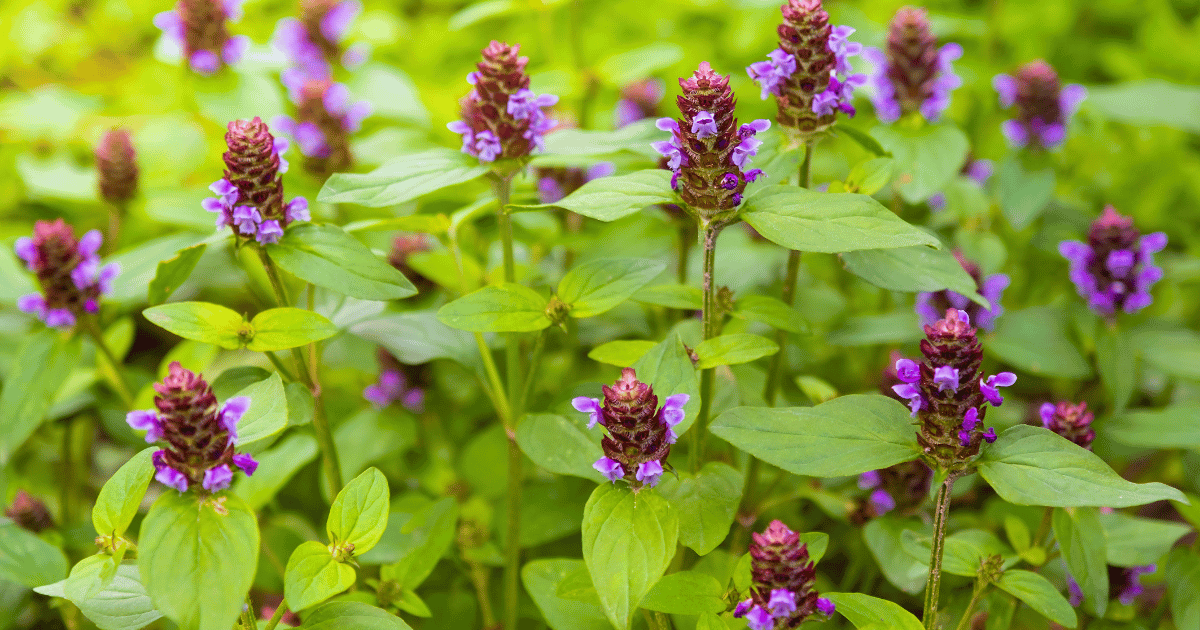 Mass of self heal plants and blooms. Southern Seeds.