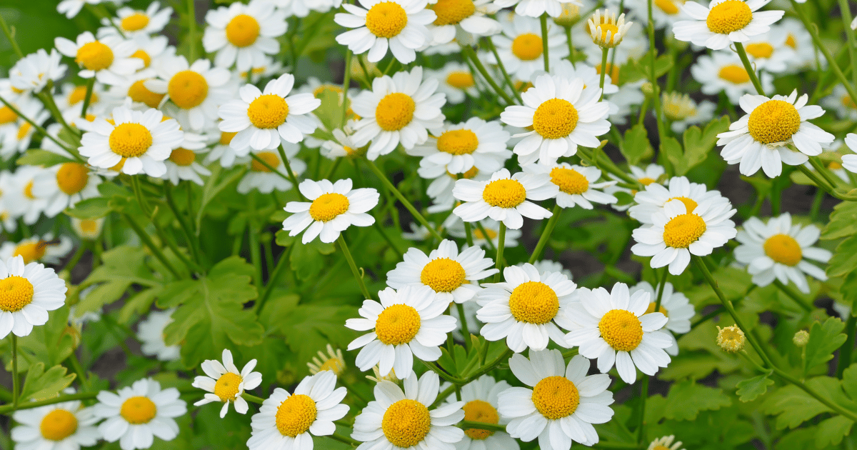 Closeup of Feverfew (Tanacetum parthenium) blooms. Southern Seeds.