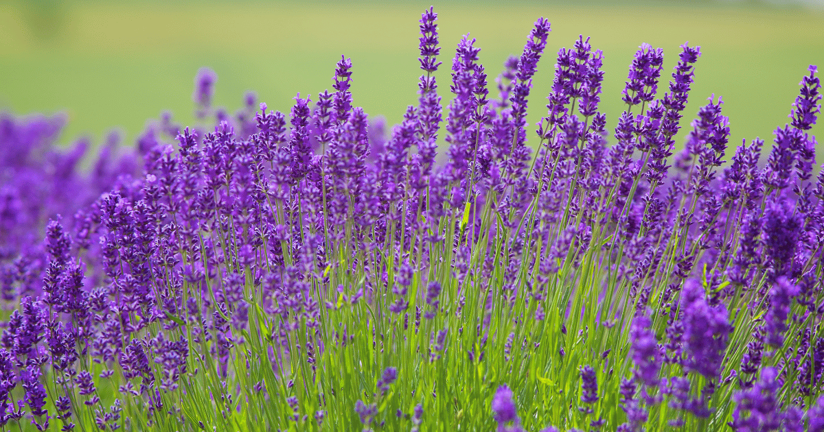 Lavender english blooms. Southern Seeds