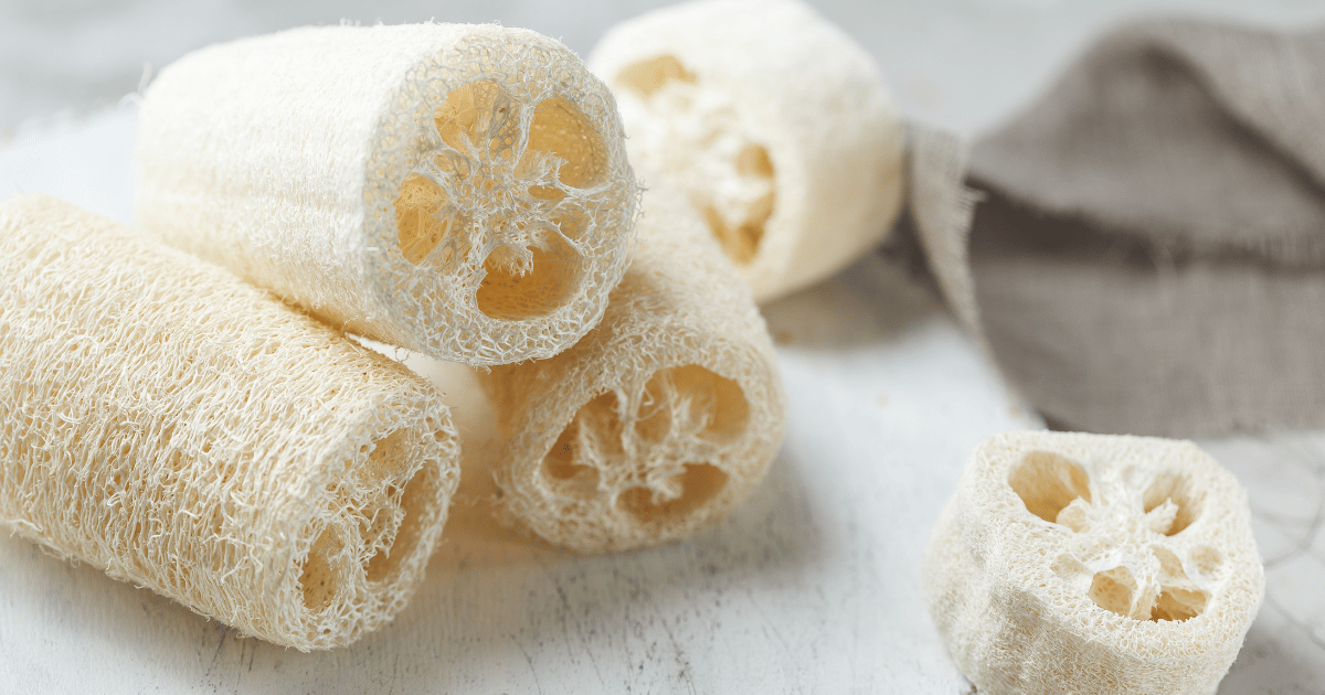 Luffa gourd sponges. Southern Seeds.