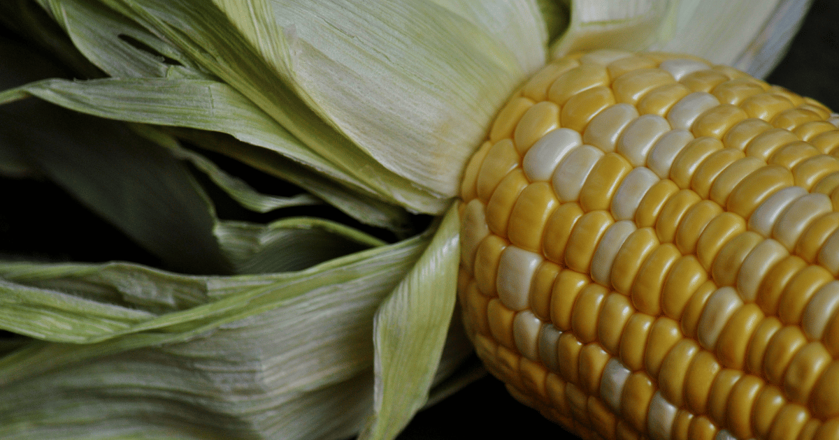 Corn, Peaches & Cream (Zea mays)