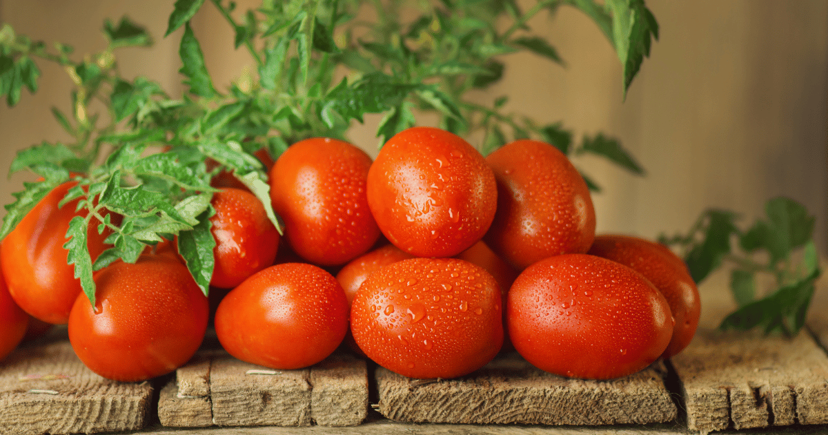 Fresh Ripe Delicious Roma Tomatoes on Table