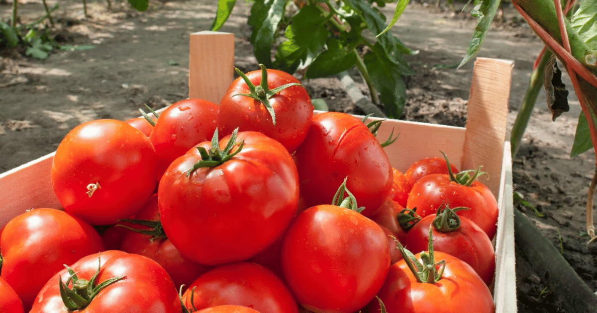 Marglobe tomato in a wooden basket in the field