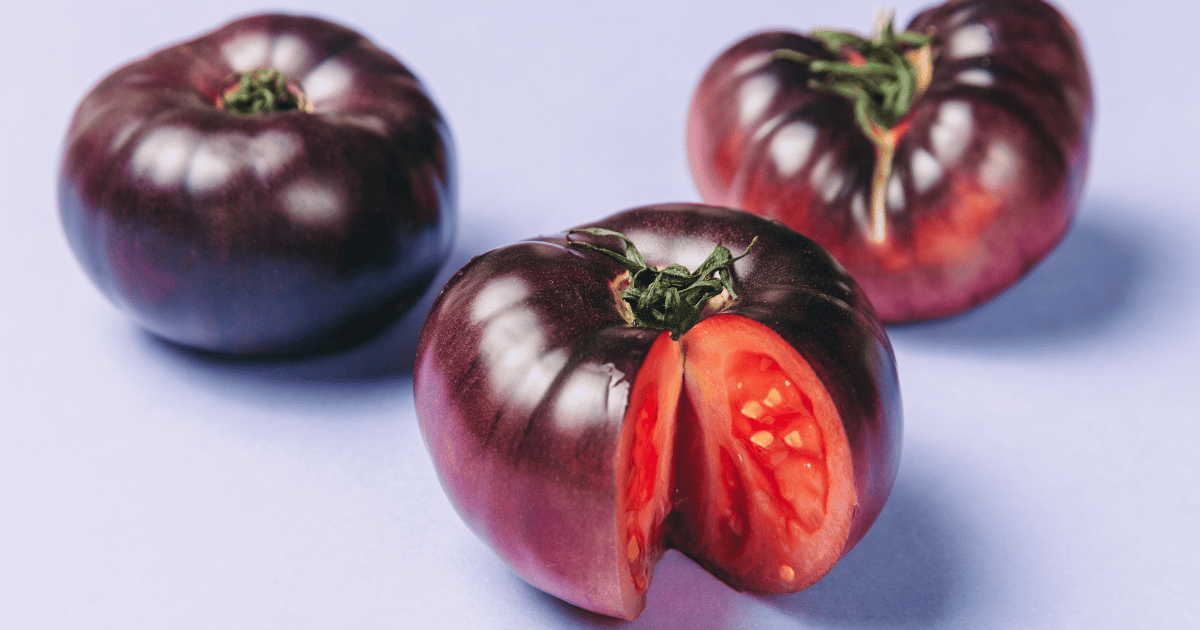 Cherokee purple tomatoes on a purple background