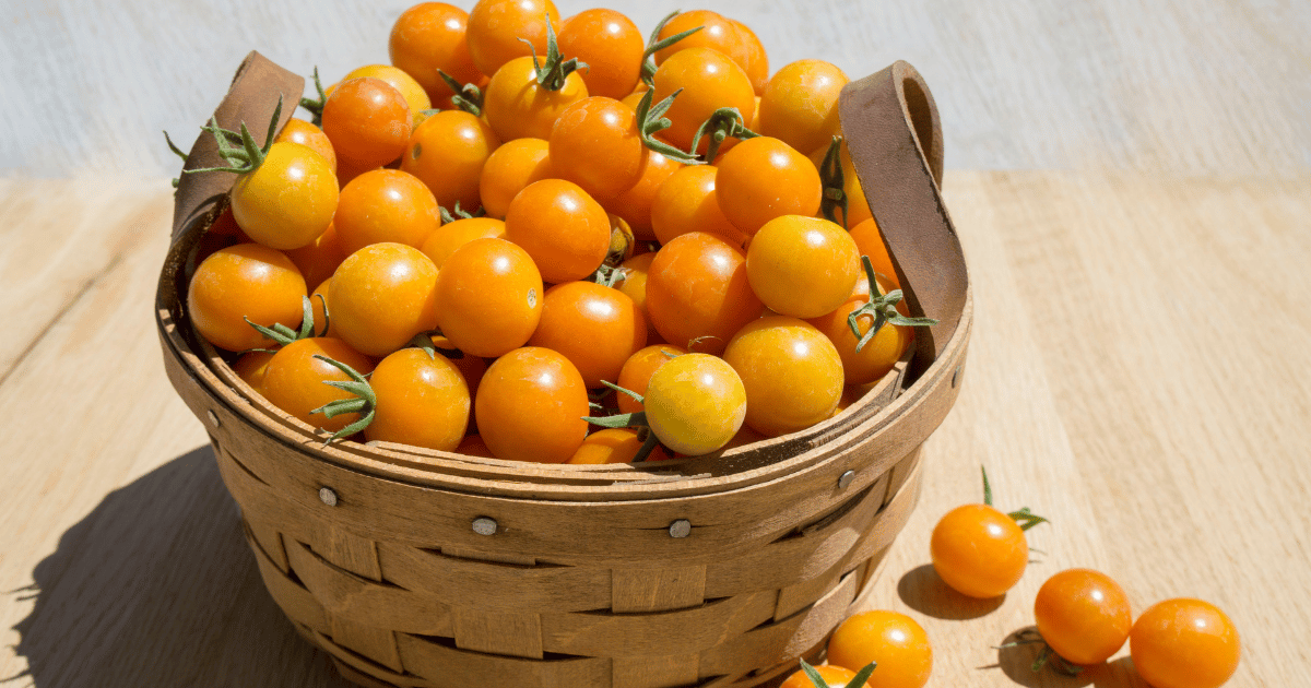 Sun gold tomatoes in a basket.