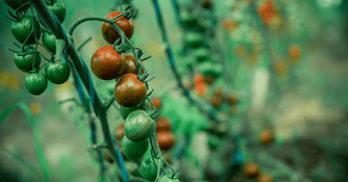 Vines with Green and Red Tomatoes