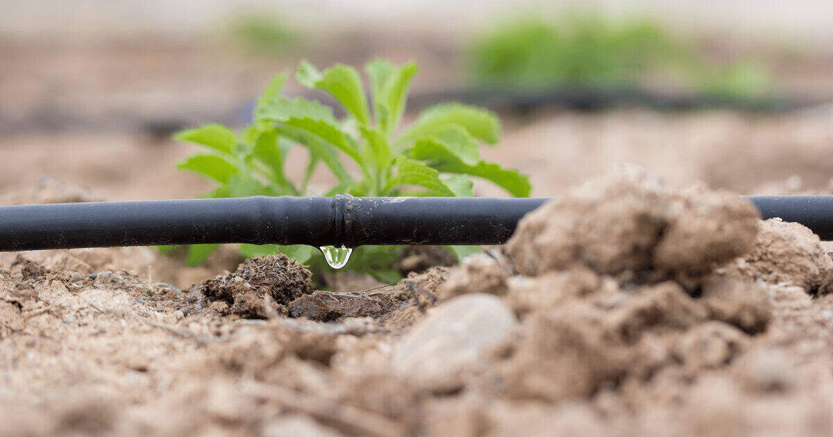 Drip water irrigation