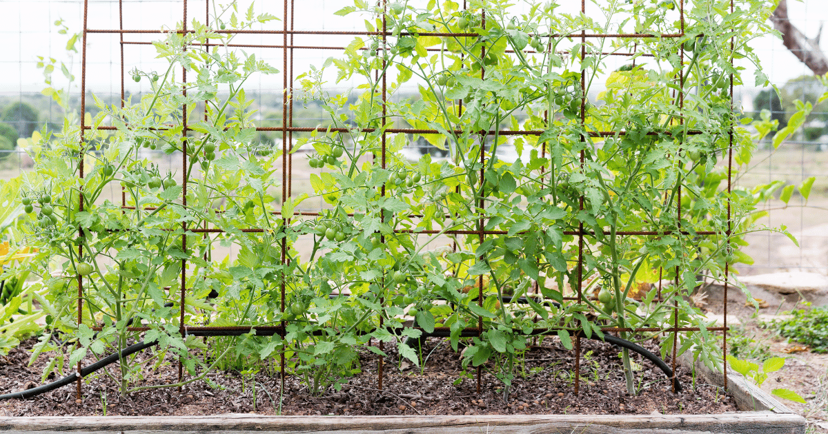 Tomato cage trellis