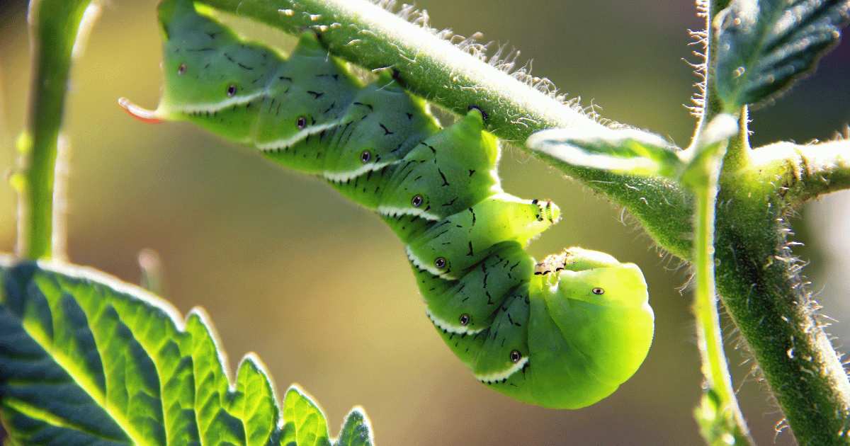 Tomato hornworms on a vine