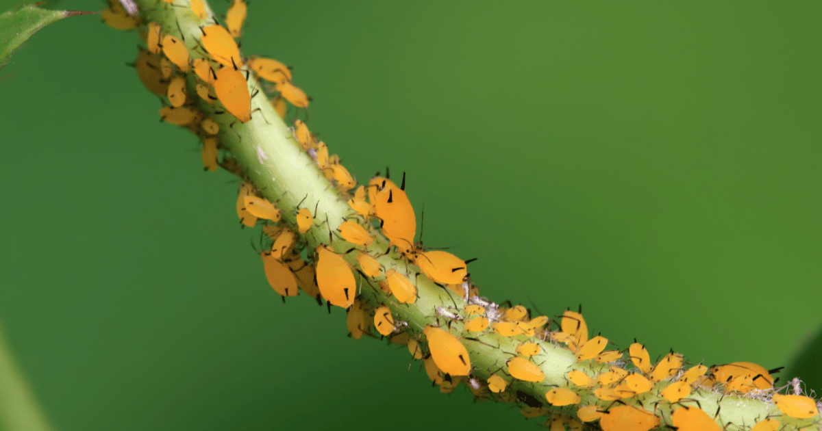 Aphids on a vine