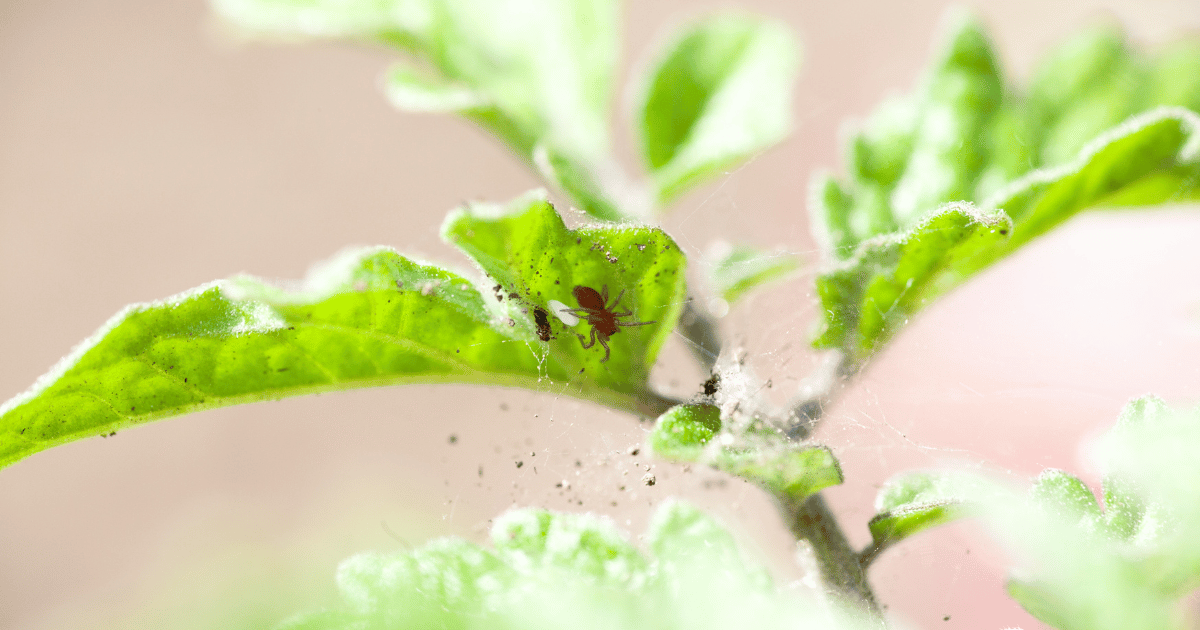 Red spider mites on the underside of a leaf