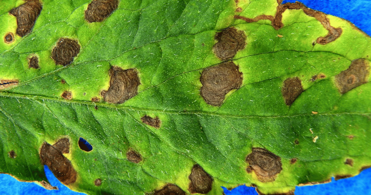 Early blight on a tomato leaf