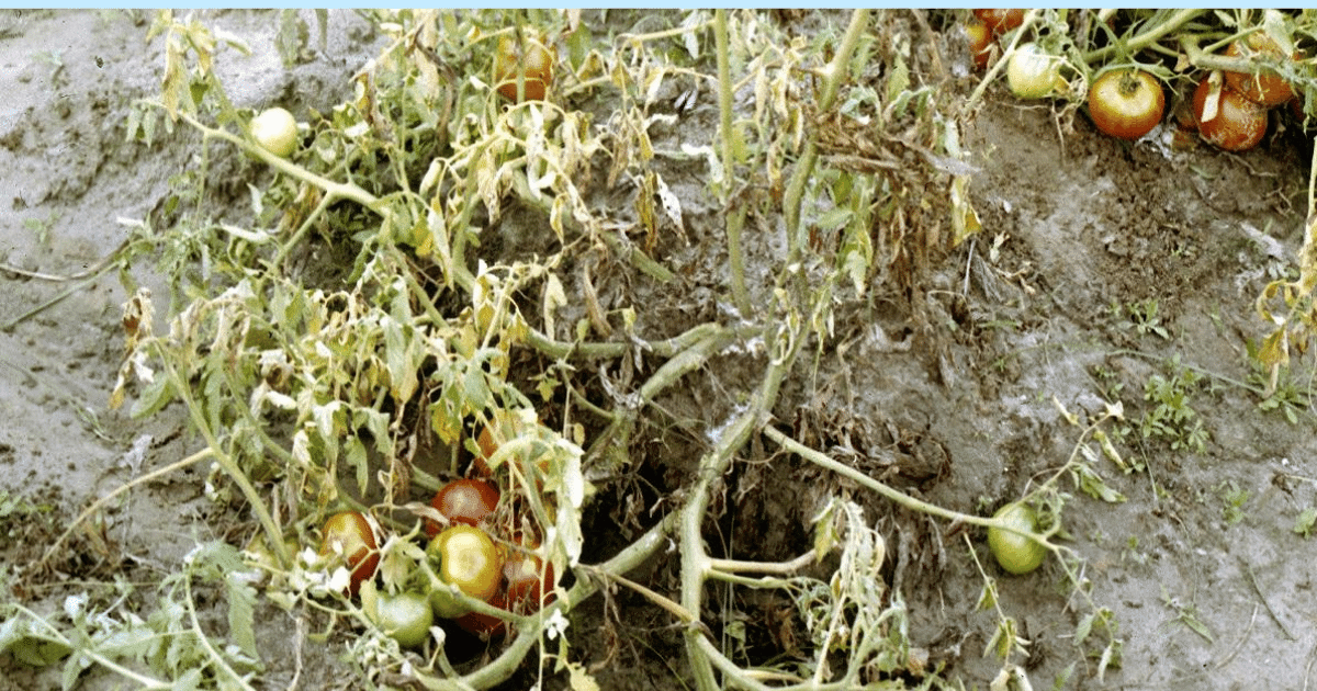 Fusarium wilt on tomato plant