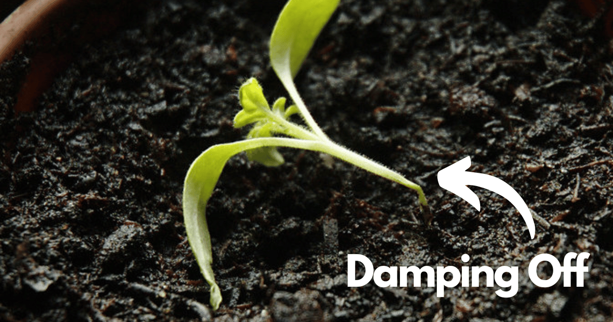 Image showing damping off fungal disease in a tomato seedling.