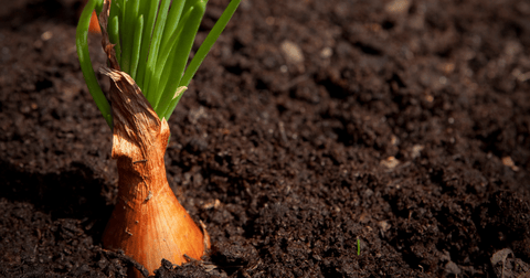 Shallot bulb ready to be harvested.