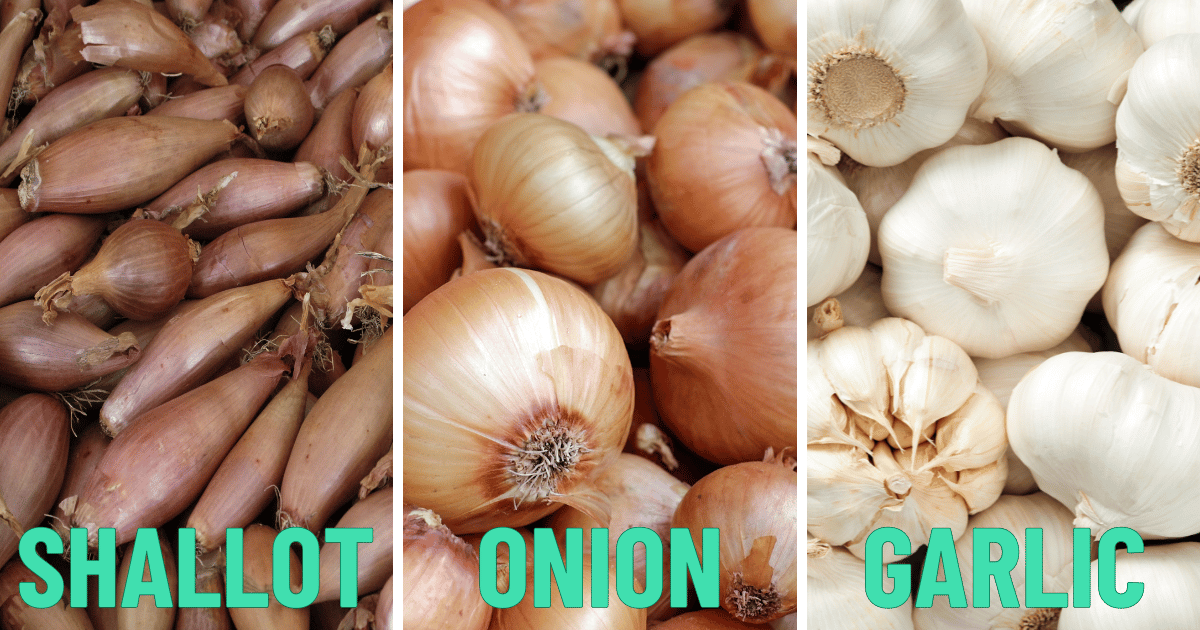 Picture showing differences between shallot, onion and garlic.