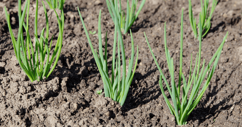 Shallot onion greens growing in the vegetable garden.