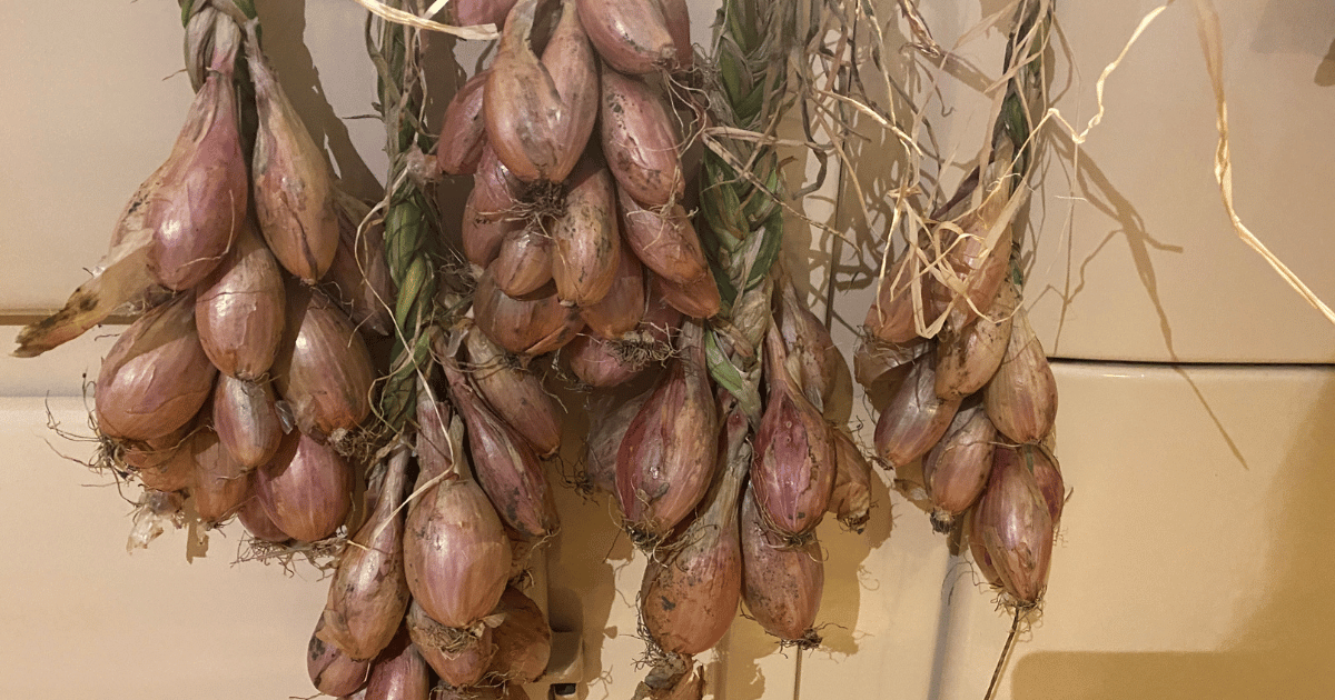 Shallots hanging to cure.