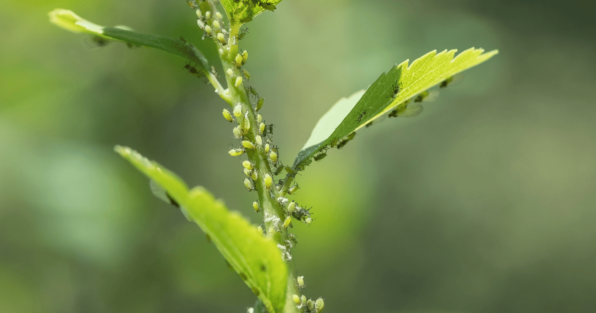 Aphids of leaves and stems.