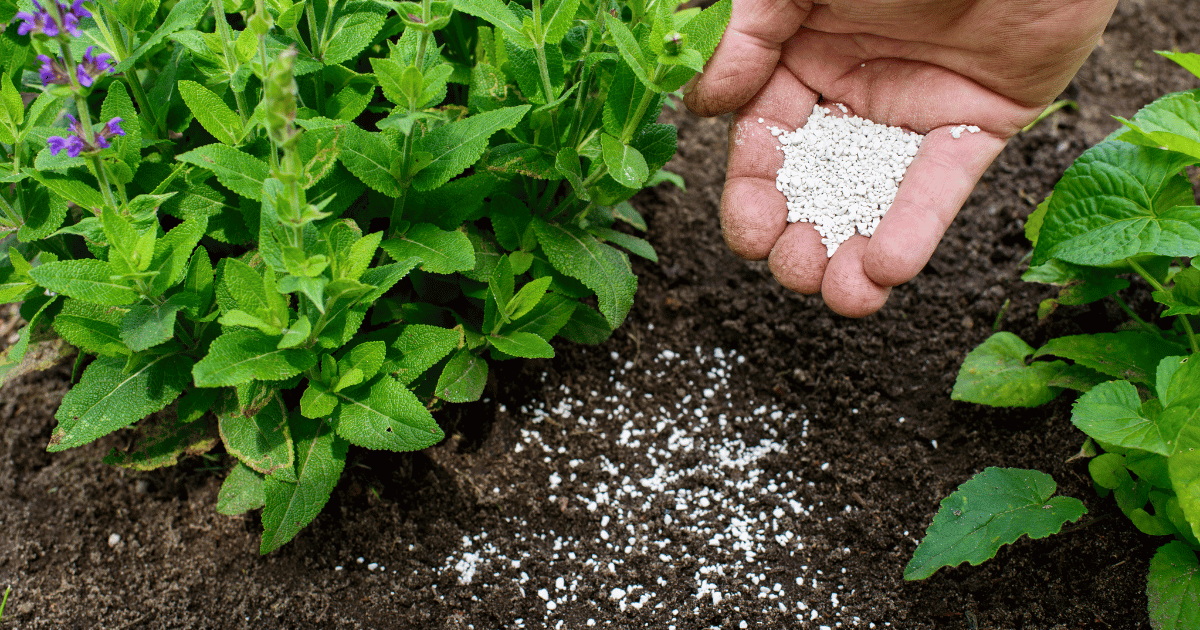 Gardener applying fertilizer to garden