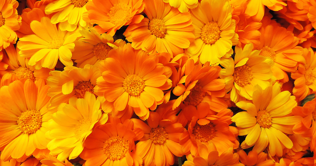 Closeup of English Marigold flowers